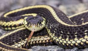 8 people treated for snake bites